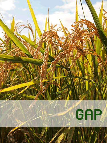 เกษตรกรต้องปฏิบัติอย่างไรเพื่อให้ได้การรับรองคุณภาพ GAP